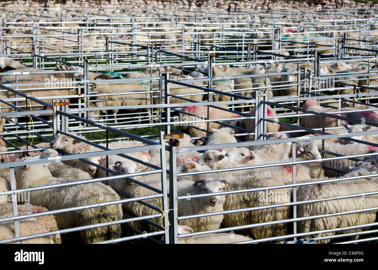 Walisischen Schafe Sales bei Gelli Angharad, Aberystwyth Stockfoto