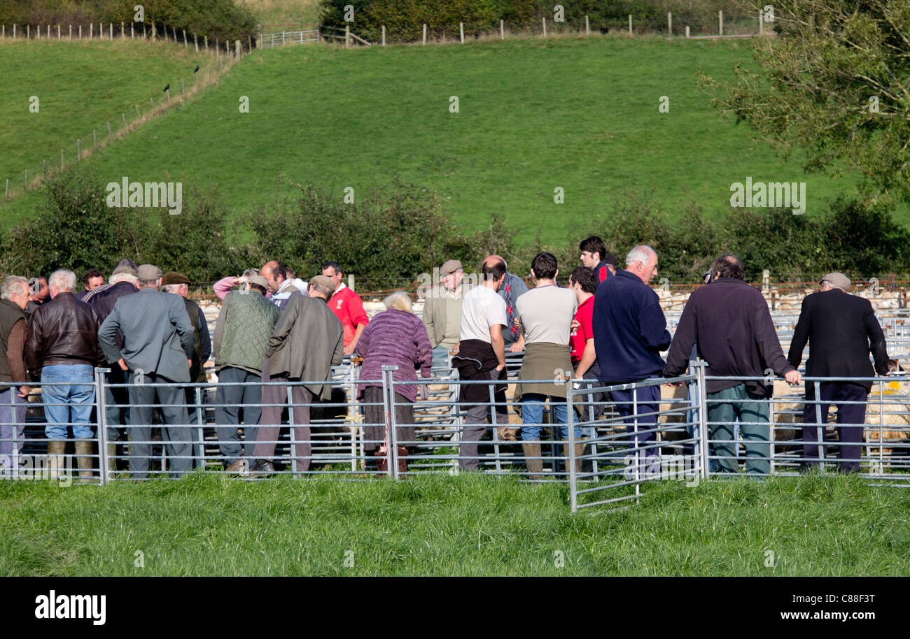 Bauern bei einem walisischen Schafe Verkauf an Gelli Angharad, nr Aberystwyth Stockfoto