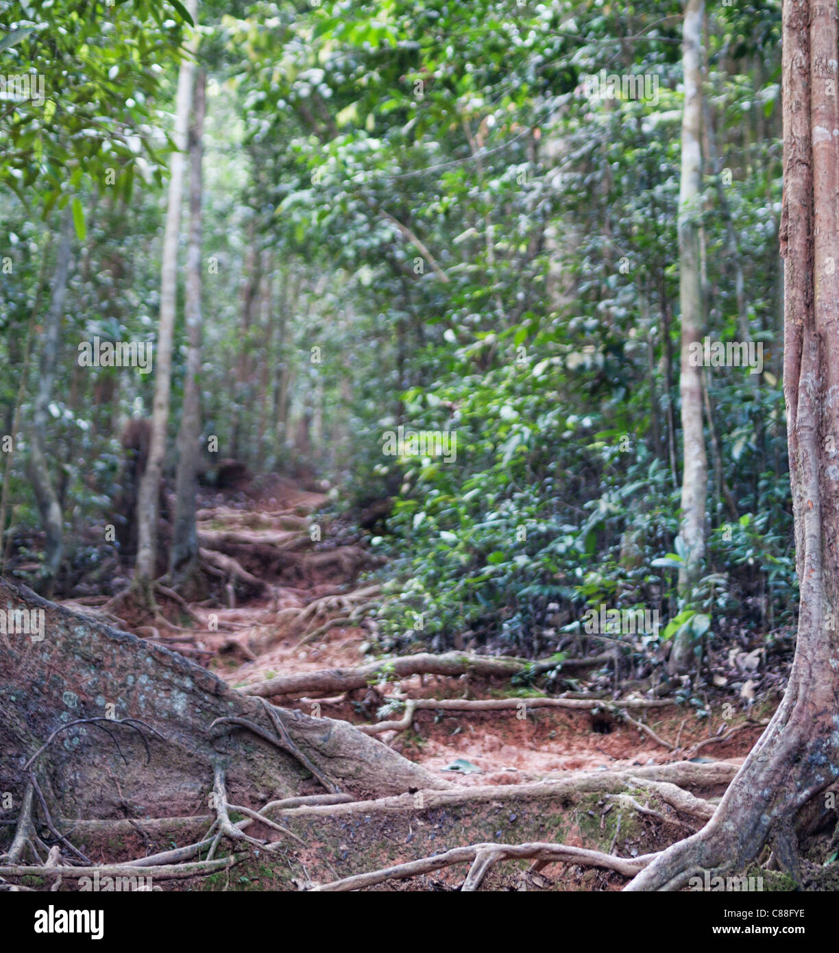 Dschungel trekking Stockfoto