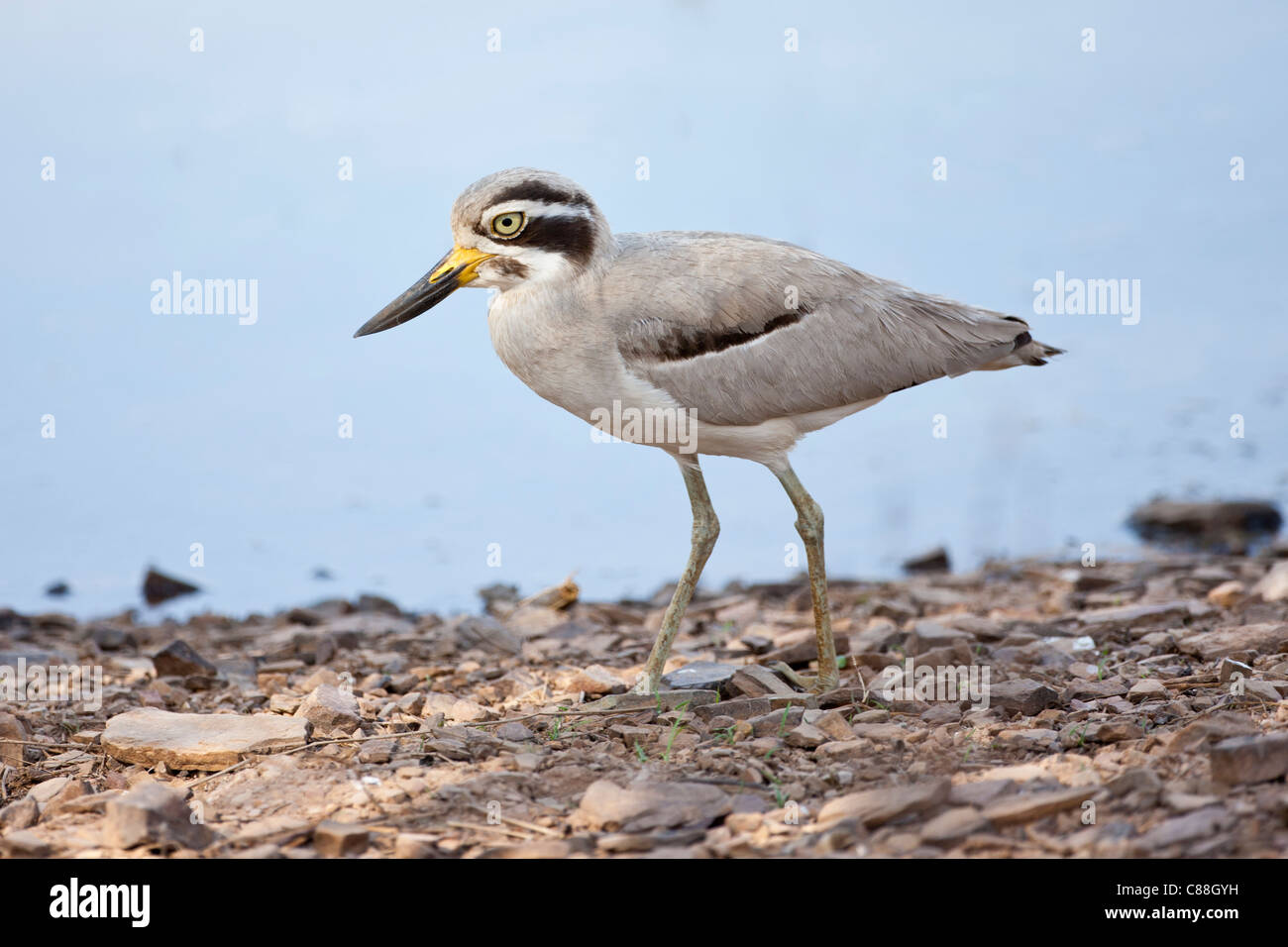 Indian Stone Regenpfeifer Vogel, Burhinus Oedicnemus Indicus in Ranthambhore National Park, Rajasthan, Nordindien Stockfoto