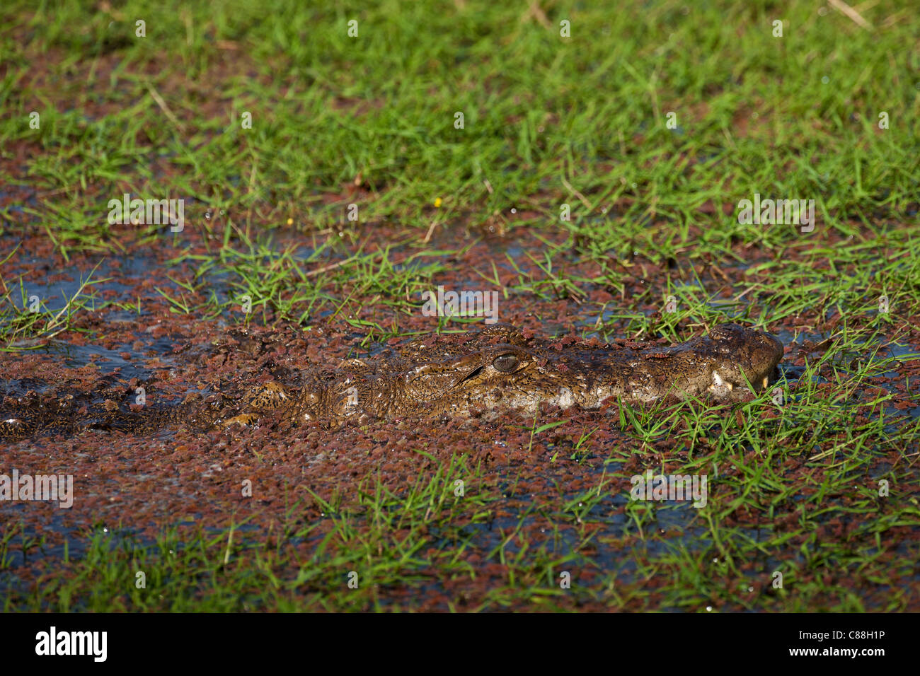 Indische Sumpf-Krokodil, Crocodylus Palustris, Sumpf-Krokodil in Ranthambhore National Park, Rajasthan, Nordindien Stockfoto