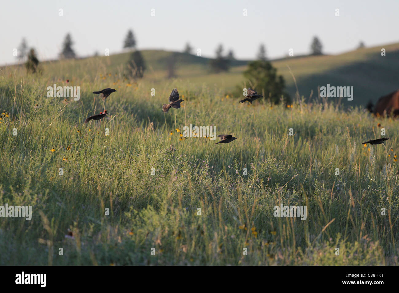 Herde von Brown-headed Cowbirds (Molothrus Ater) im Custer State Park in South Dakota Stockfoto