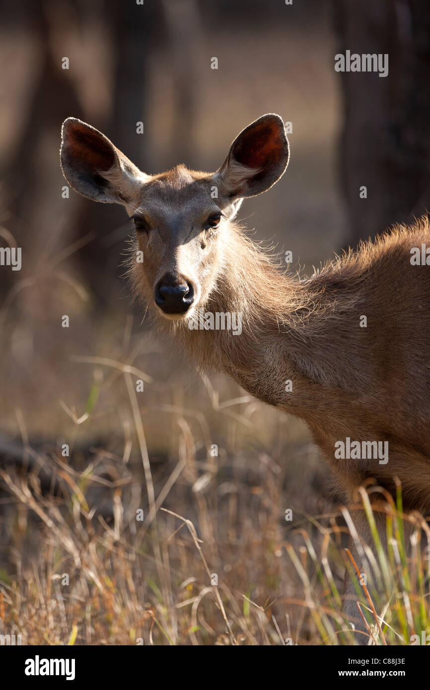 Indischer Sambar, Rusa unicolor, weibliche Hirsche im Ranthambhore National Park, Rajasthan, Indien Stockfoto