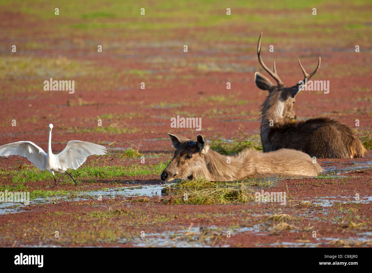 Indischer Sambar, Rusa unicolor, männliche und weibliche Reh im Rajbagh Lake im Ranthambhore National Park, Rajasthan, Indien Stockfoto