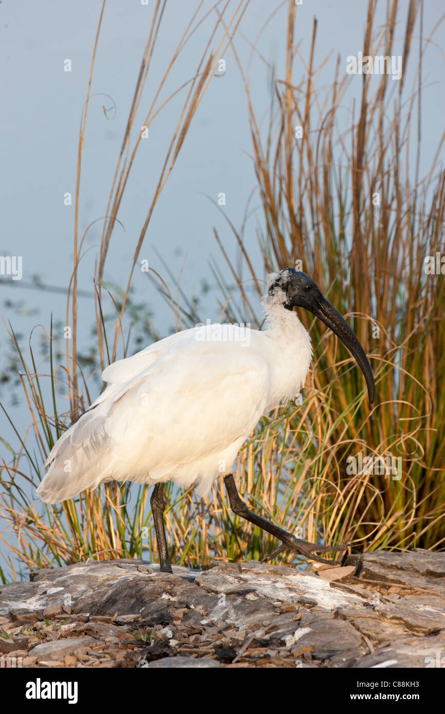 Black-Headed Ibis Threskiornis Melanocephalus in Ranthambhore National Park, Rajasthan, Nordindien Stockfoto