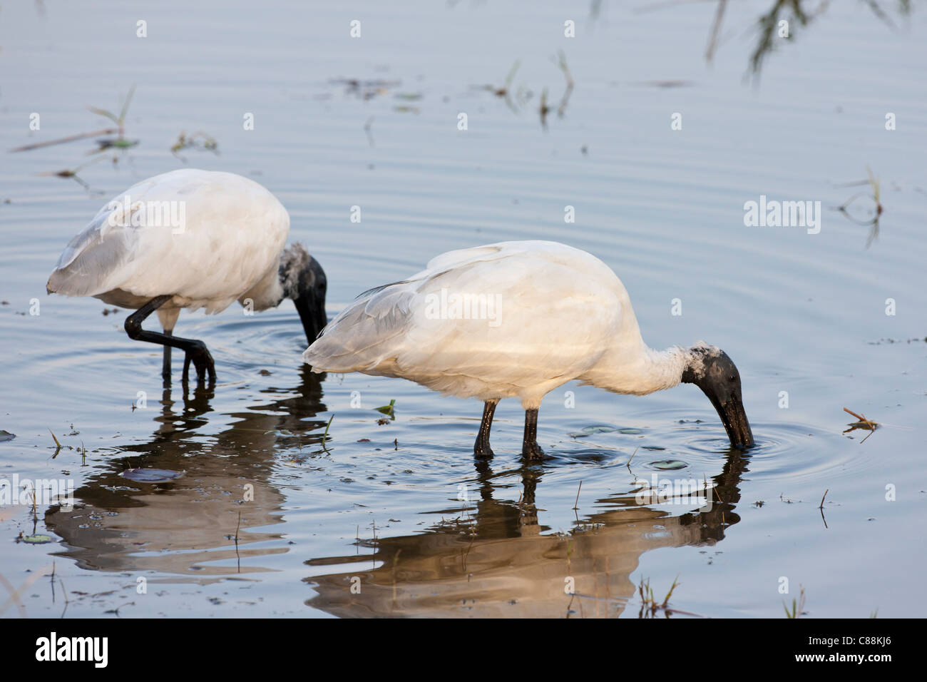 Black-Headed Ibis Threskiornis Melanocephalus zu koppeln, Fütterung in Ranthambhore National Park, Rajasthan, Nordindien Stockfoto