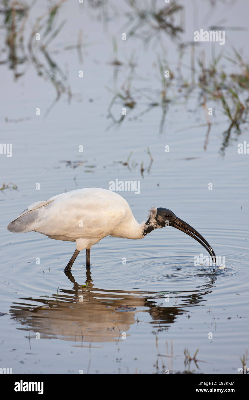 Black-Headed Ibis Threskiornis Melanocephalus Fütterung in Ranthambhore National Park, Rajasthan, Nordindien Stockfoto