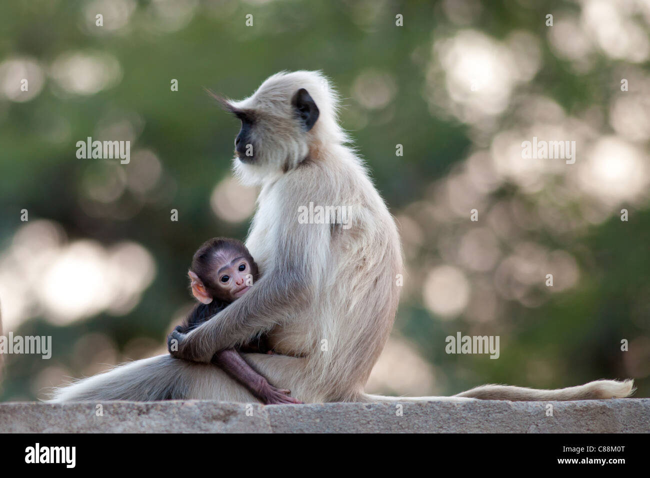 Indische Languren Affen, Presbytis Entellus, Frau und Baby im Ranthambore Nationalpark, Rajasthan, Indien Stockfoto