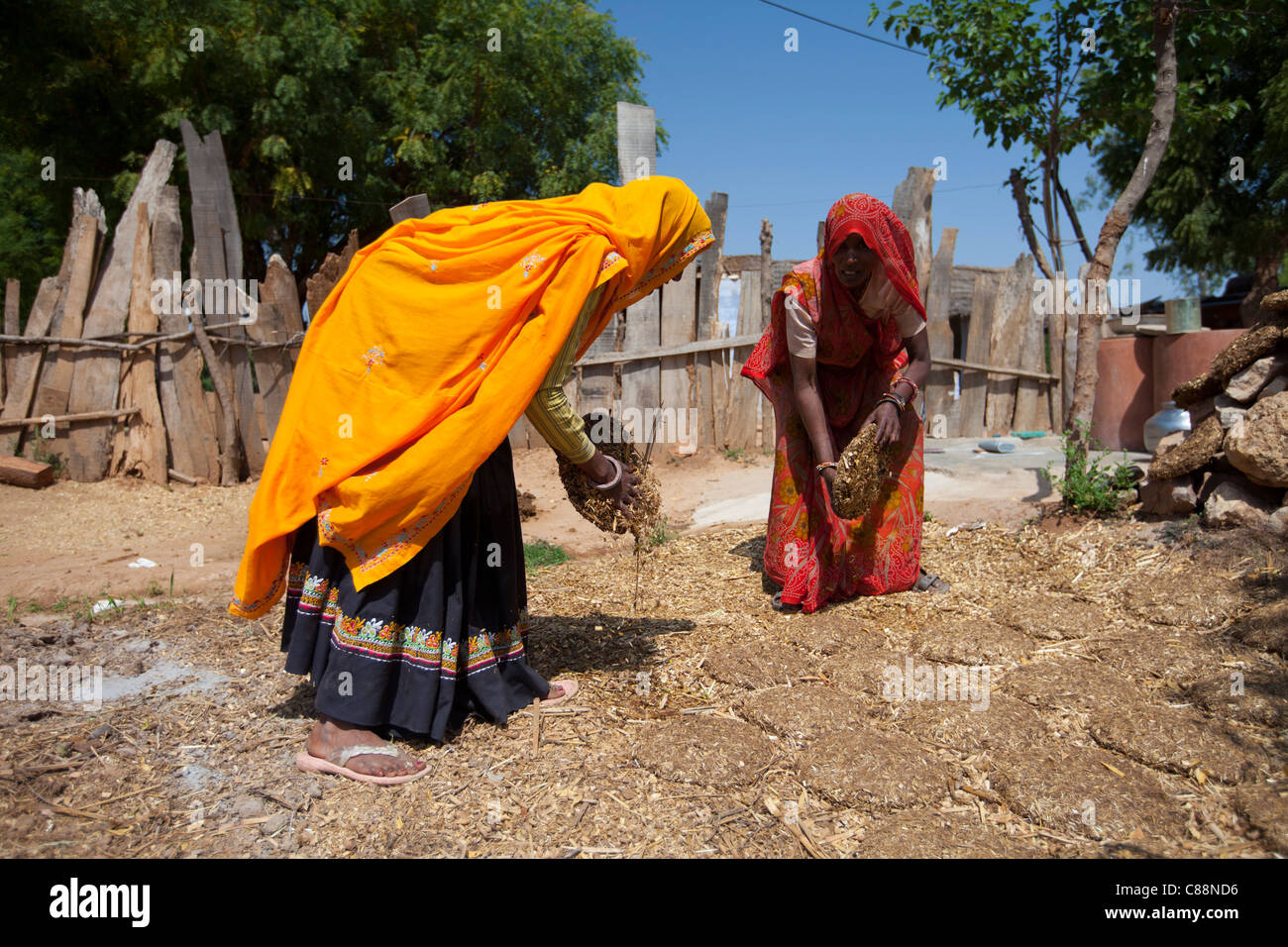 Indische Frau Dorfbewohner Trocknung Kuhdung zum Kochen Kraftstoff im Kutalpura Dorf in Rajasthan, Nordindien Stockfoto