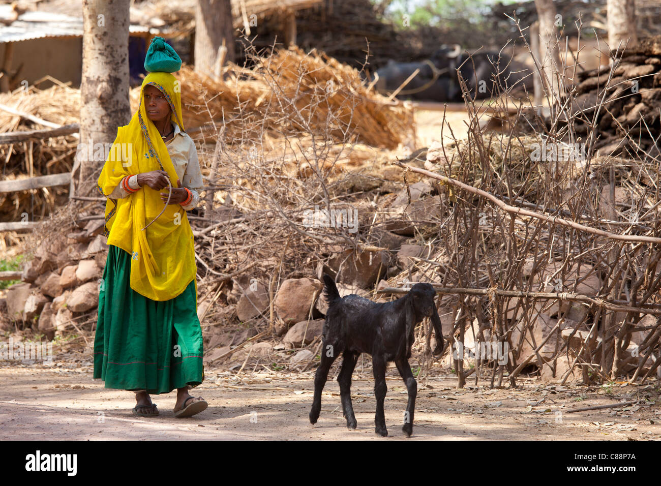 Inderin mit Ziege am Bauernhof Gehöft im Kutalpura Dorf in Rajasthan, Nordindien Stockfoto