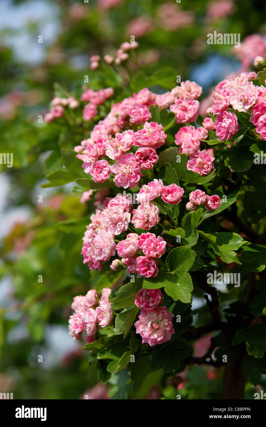 Blüte, blühenden Kirschbaum Baum und grün Hintergrund Stockfoto