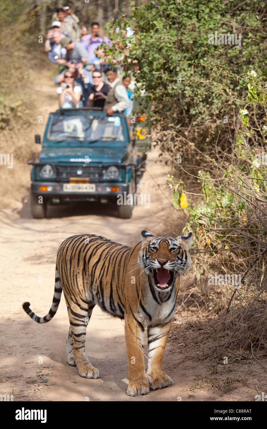 Touristen sehen Sie weibliche Bengal Tiger, Panthera Tigris Tigris, im Ranthambore Nationalpark, Rajasthan, Indien Stockfoto