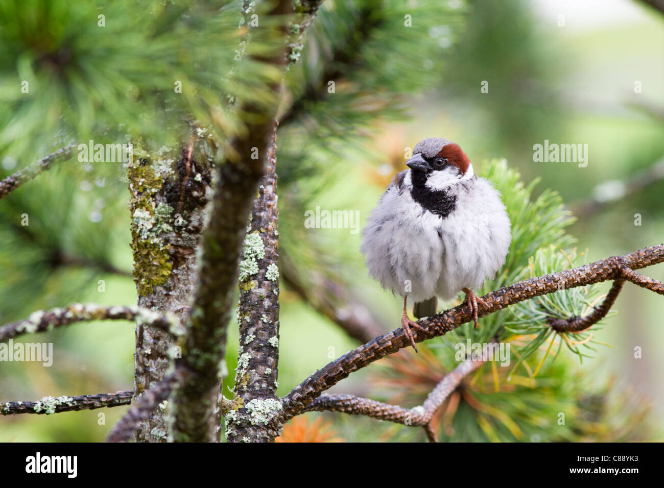 Männliche Haussperling (Passer domesticus) in nadelbaumbaum Stockfoto