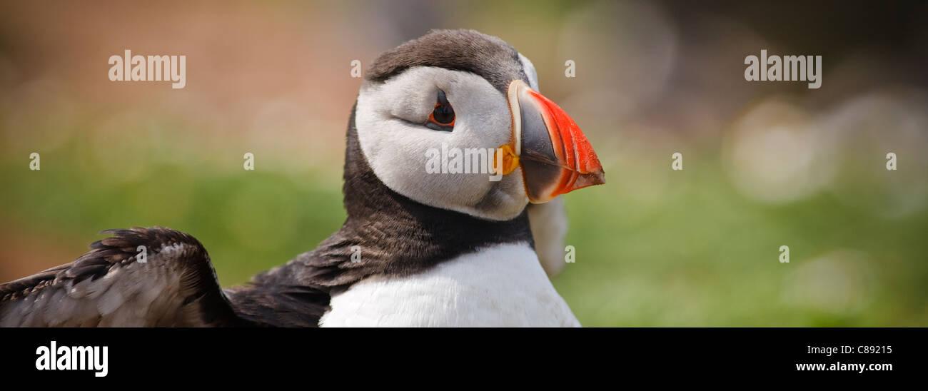 Papageitaucher auf Skomer Pembrokeshire Wales Stockfoto