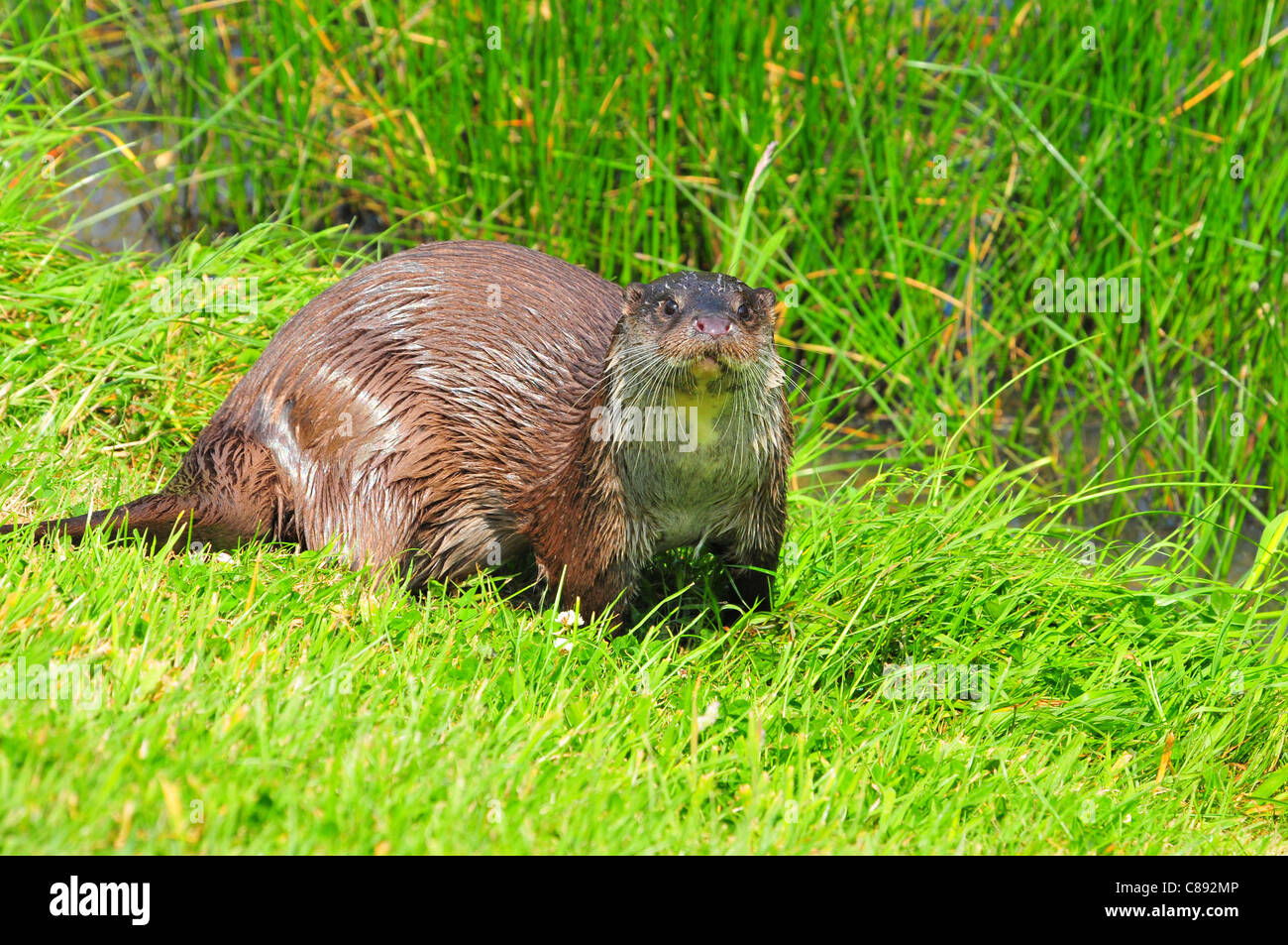 Otter, British Wildlife Centre Stockfoto