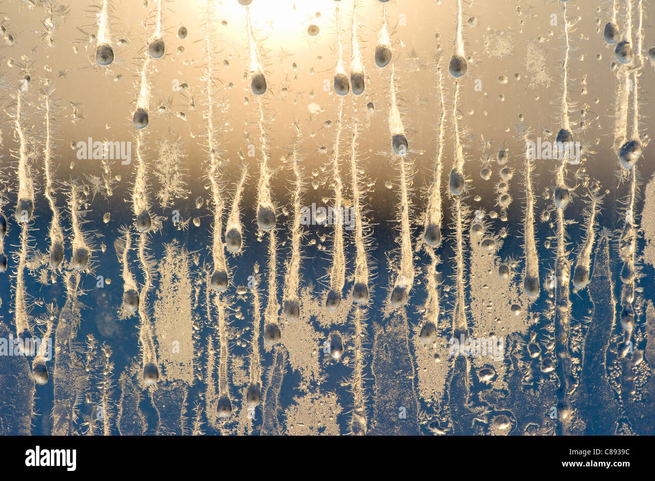 Frost im Winter Fenster in der Morgendämmerung, 40 unter dem Gefrierpunkt, Nordwest-Territorien, Kanada Stockfoto