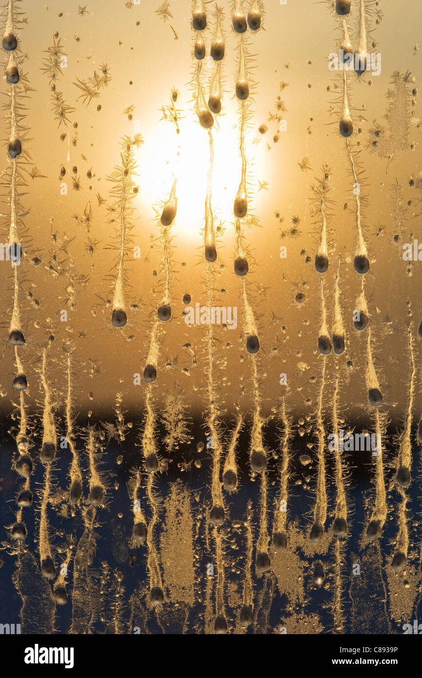 Frost im Winter Fenster in der Morgendämmerung, 40 unter dem Gefrierpunkt, Nordwest-Territorien, Kanada Stockfoto
