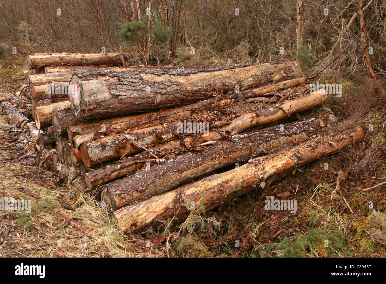 Naturschutz-Management von Wald, Stockfoto