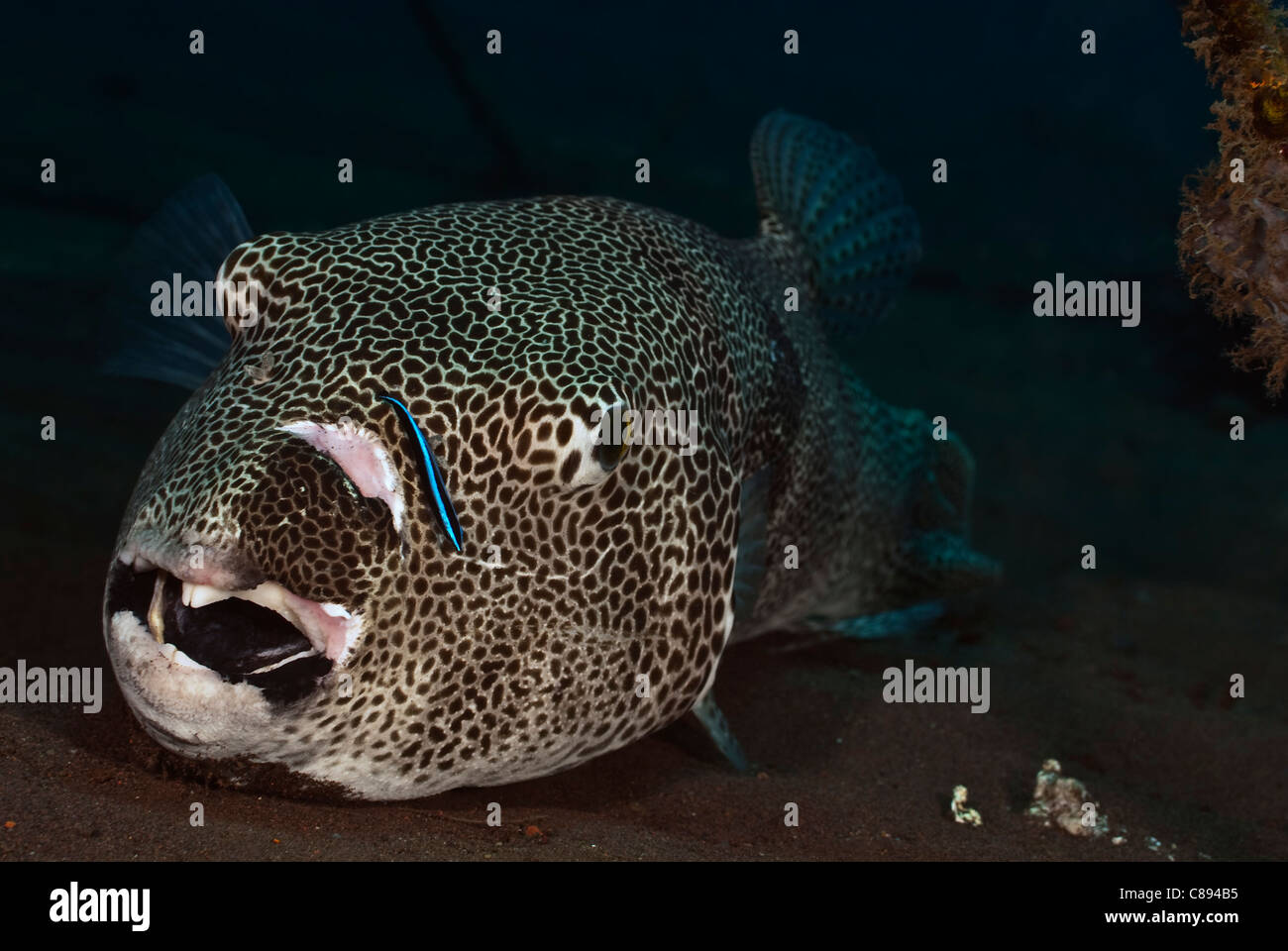 Sternenhimmel Kugelfisch mit sauberer Lippfische unter Wasser. Stockfoto