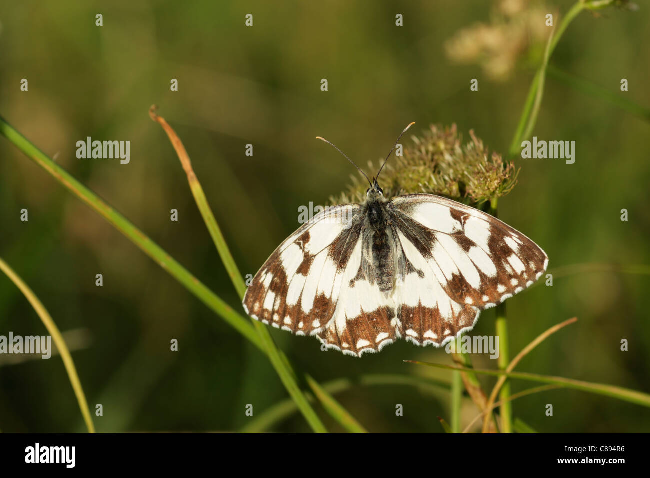 Marmorierter weißer Schmetterling (Melanargia Galathea) weibliche thront mit Flügel offen Stockfoto