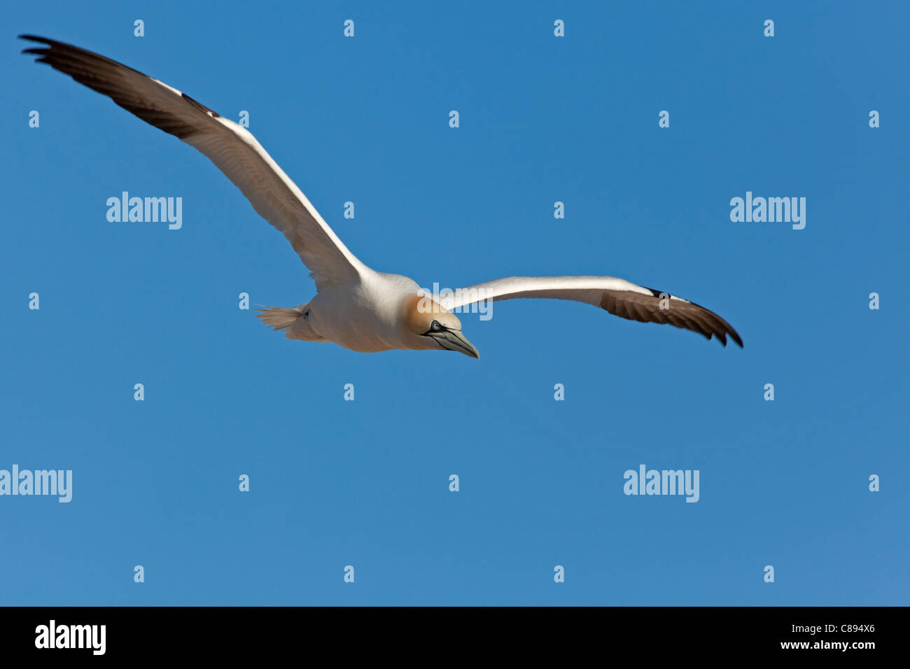 Fliegende Gannet Stockfoto