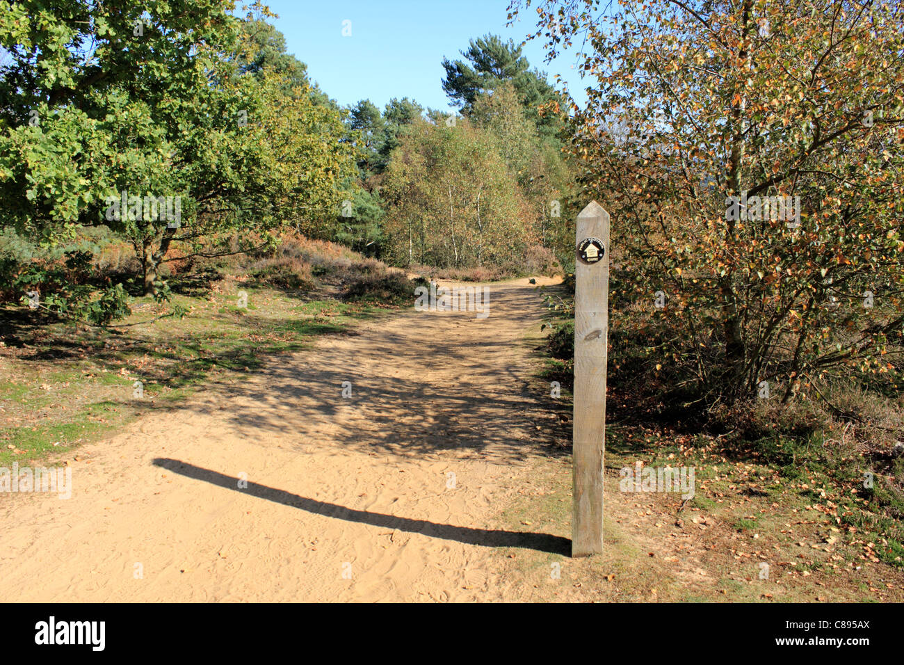 Öffentlichen Fußweg auf der North Downs Way St Martha Hill. Guildford Surrey England UK. Stockfoto