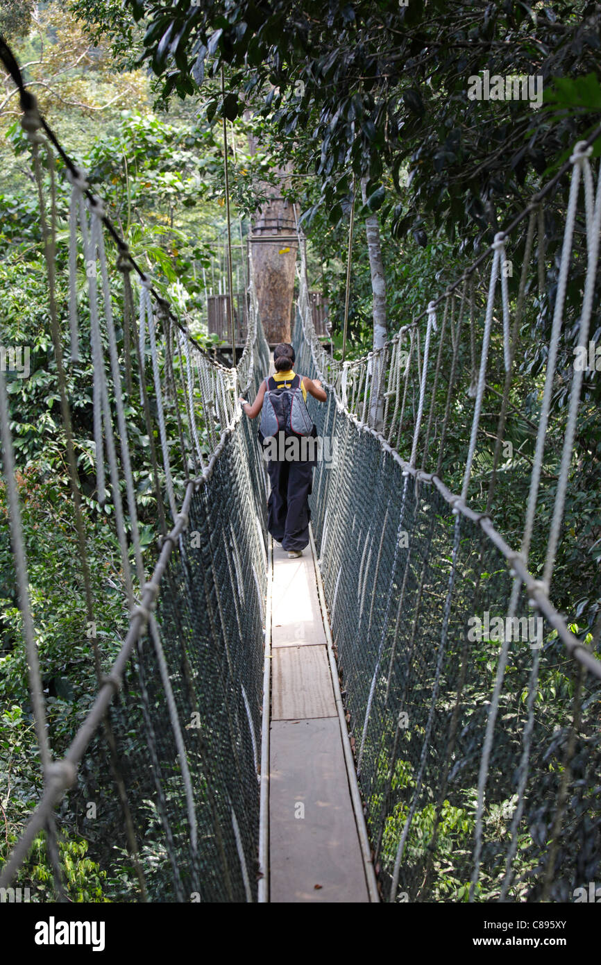 Baldachin-Spaziergang in den Taman Negara Regenwald, Malaysia Stockfoto