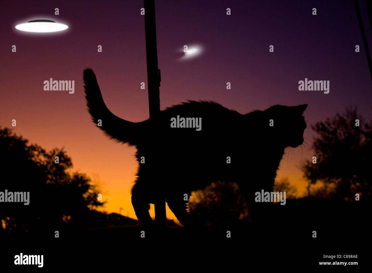 Silhouette der Katze in der Fensterbank in der Abenddämmerung mit UFOs fliegen außerhalb im Blick Stockfoto