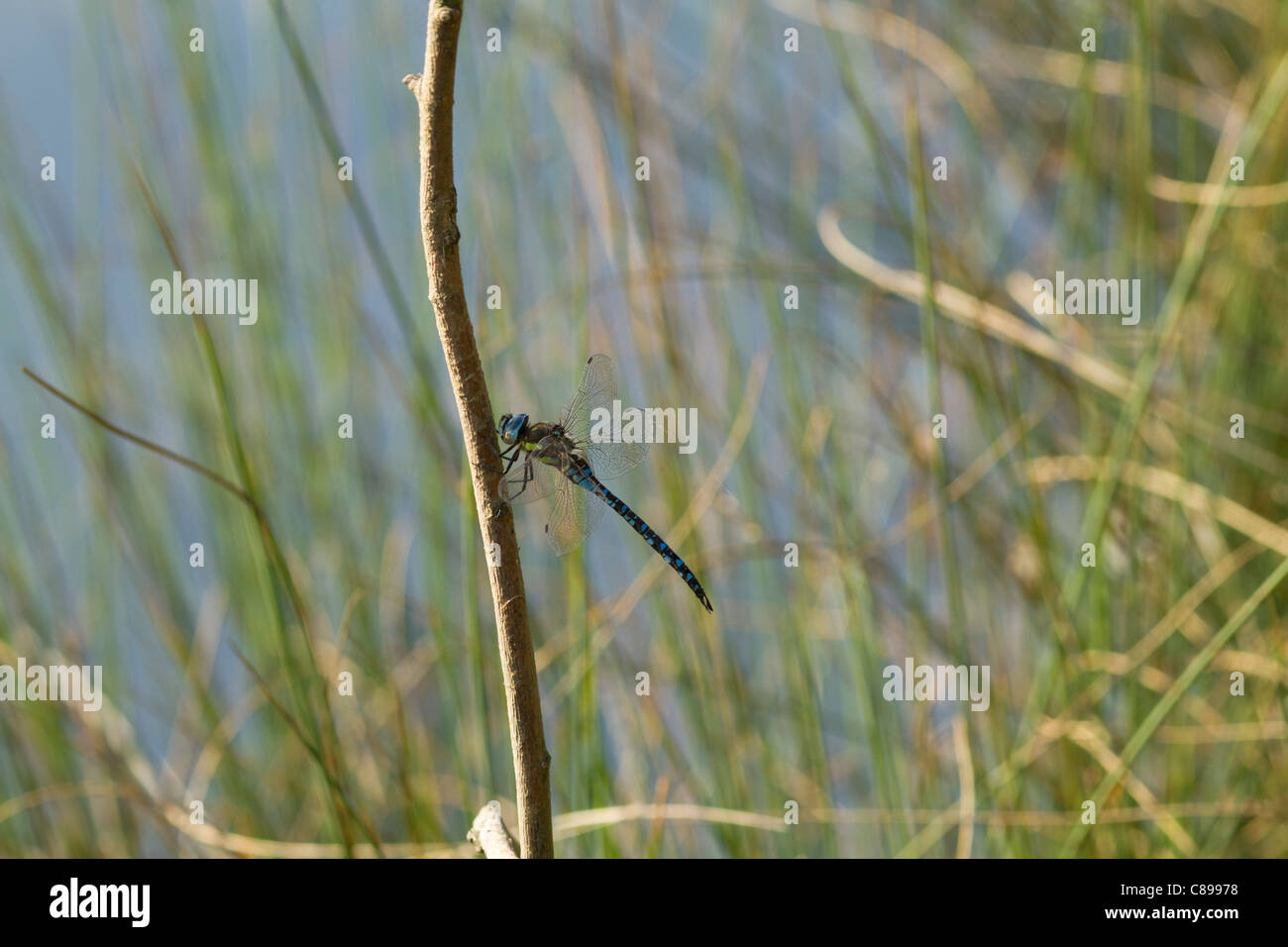 Souther Hawker Libelle stationär auf einem stick Stockfoto