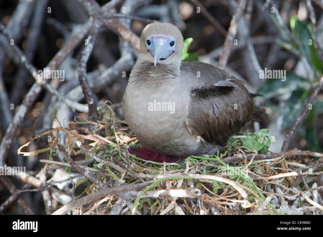 Red-footed Sprengfallen (Sula Sula) braune Phase auf nest Stockfoto