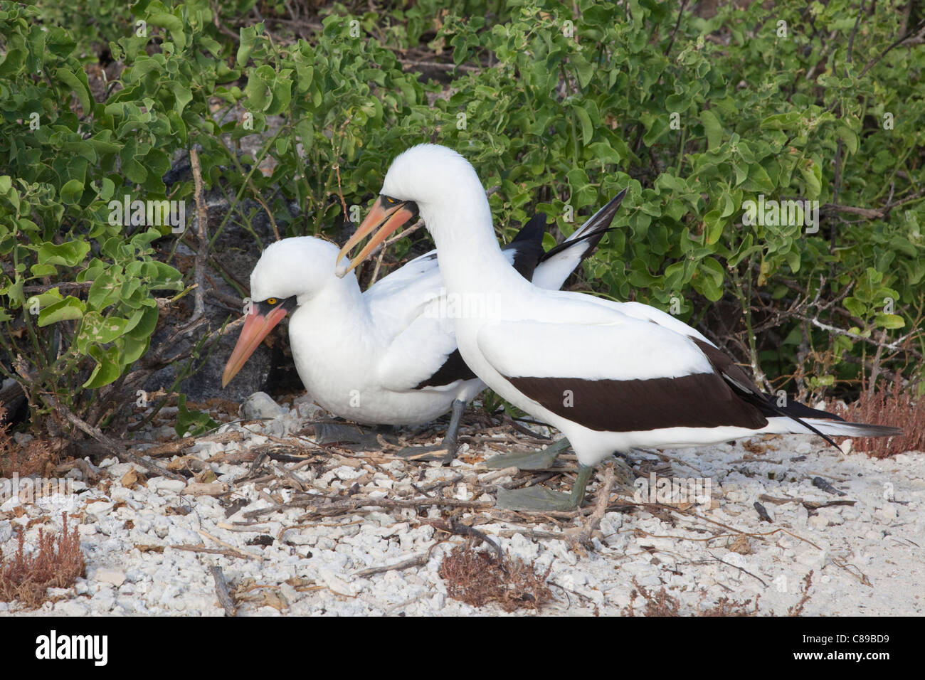 Nazca Booby (Sula Granti) männlich weiblich für das Nest während der Balz ein Geschenk eines Kieselsteins vorlegen Stockfoto