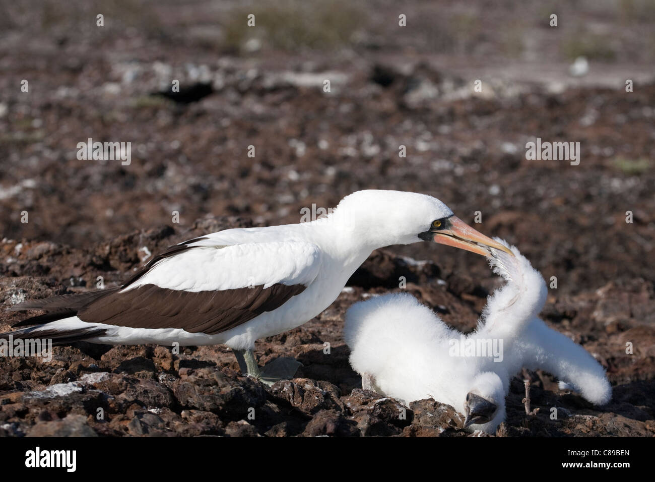 Nazca Booby adulte (Sula granti) attackiert ein Küken derselben Art Stockfoto