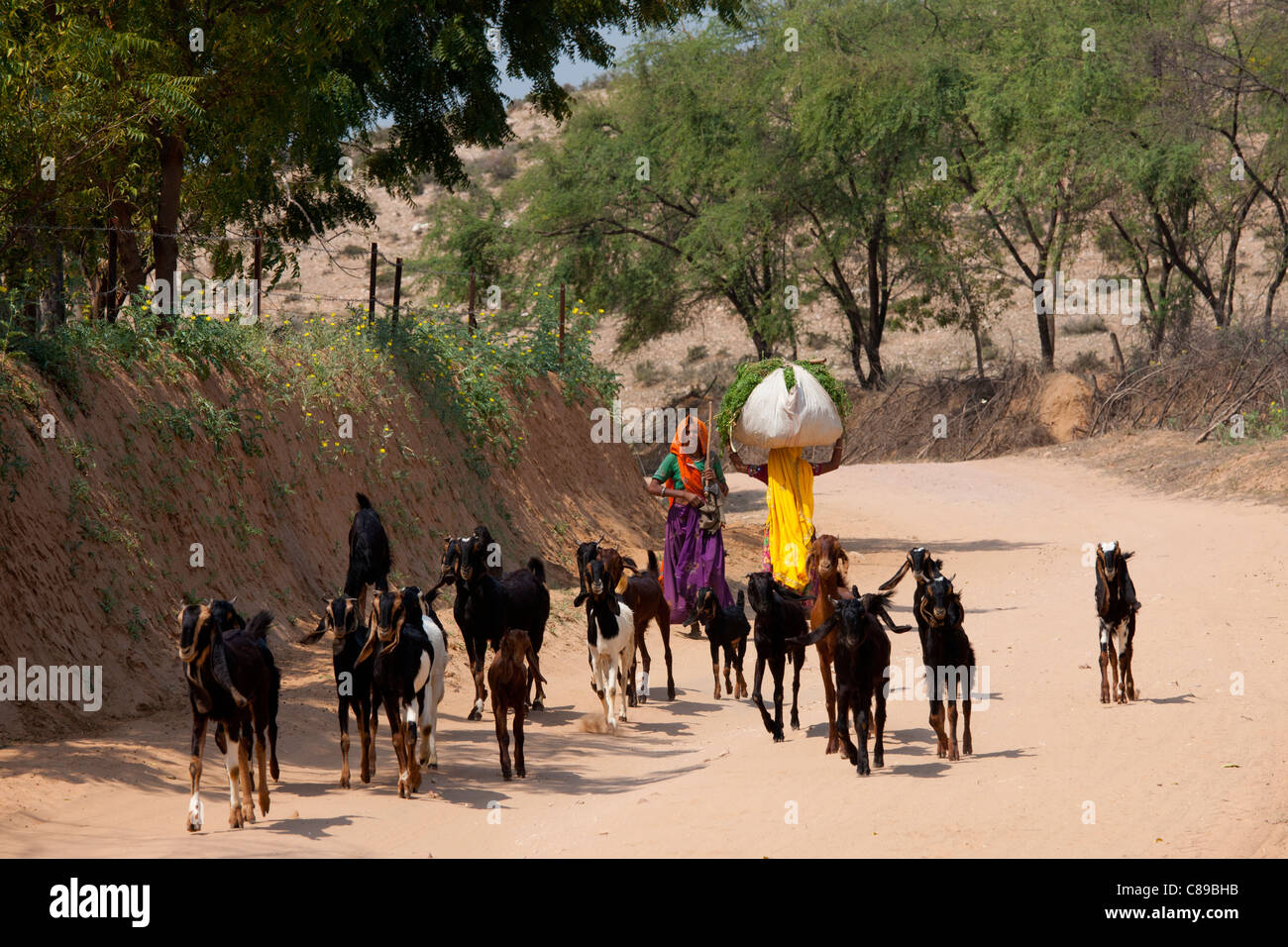 Inderin mit Ziegenherde in Sawai Madhopur in Rajasthan, Nordindien Stockfoto