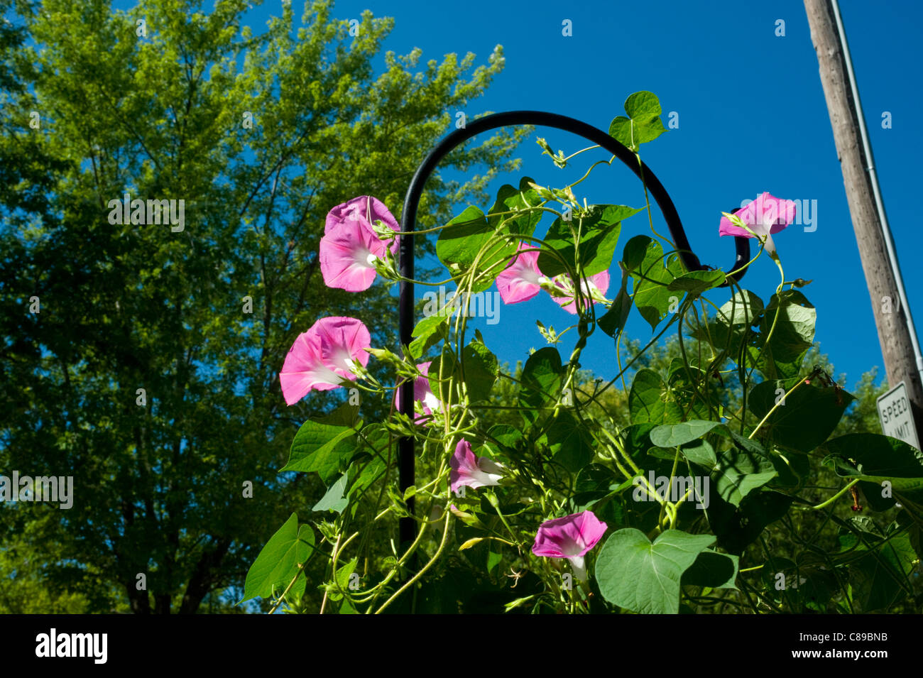 Morning Glory Reben der Sonne entgegen zu erreichen. Stockfoto