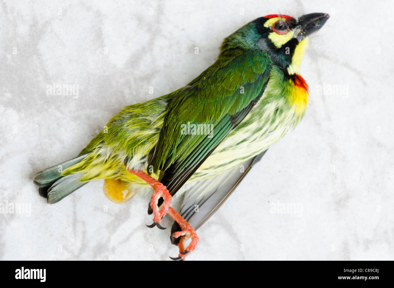 Nahaufnahme des kürzlich verstorbenen Kupferschmied Barbet Vogel in Nordthailand Stockfoto