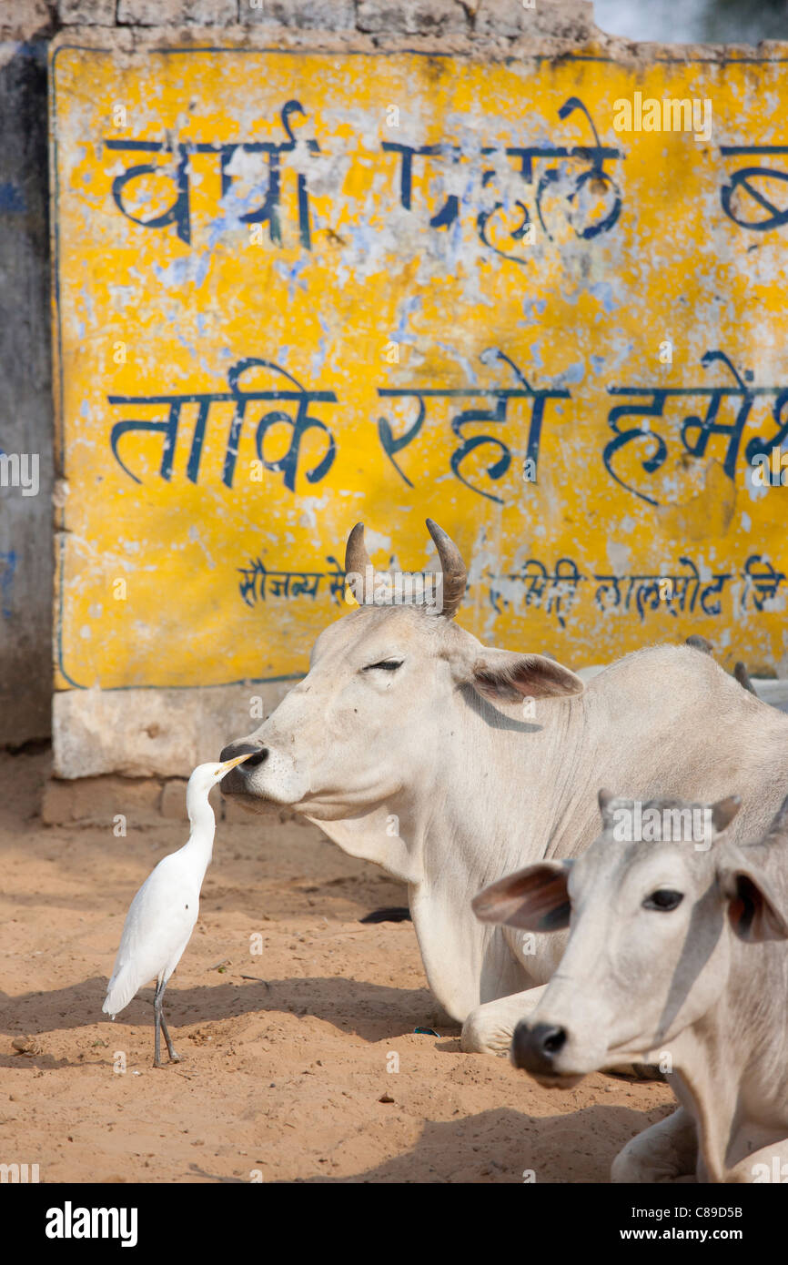 Silberreiher pickt fliegen von bull's Gesicht unter Herde des Viehs im Jhupidiya Village in Sawai Madhopur, Rajasthan, Nordindien Stockfoto