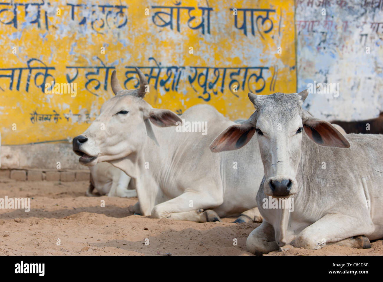 Bull unter Herde des Viehs im Jhupidiya Village in Sawai Madhopur, Rajasthan, Nordindien Stockfoto