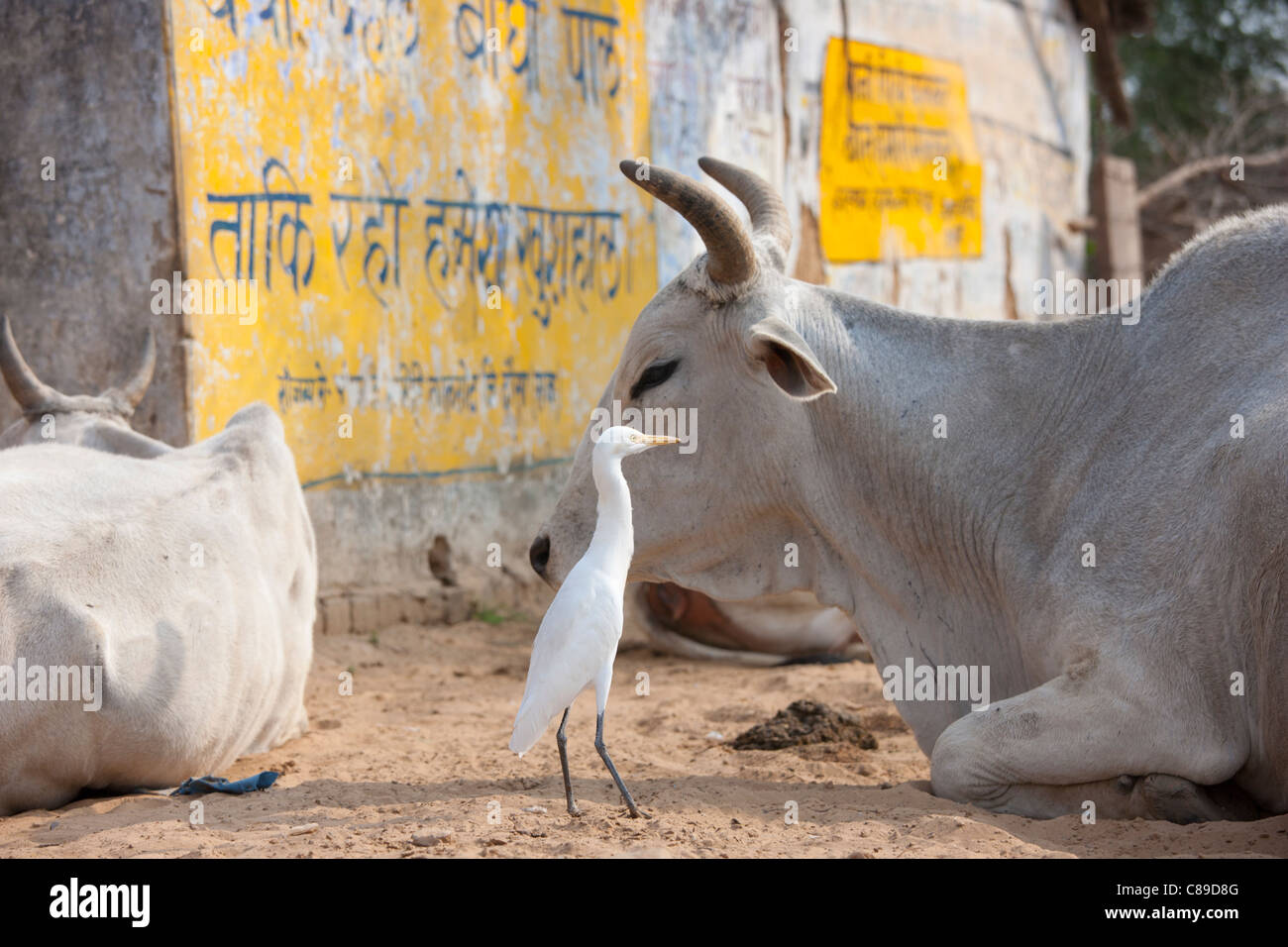 Egret mit Stier unter Herde des Viehs im Jhupidiya Village in Sawai Madhopur, Rajasthan, Nordindien Stockfoto