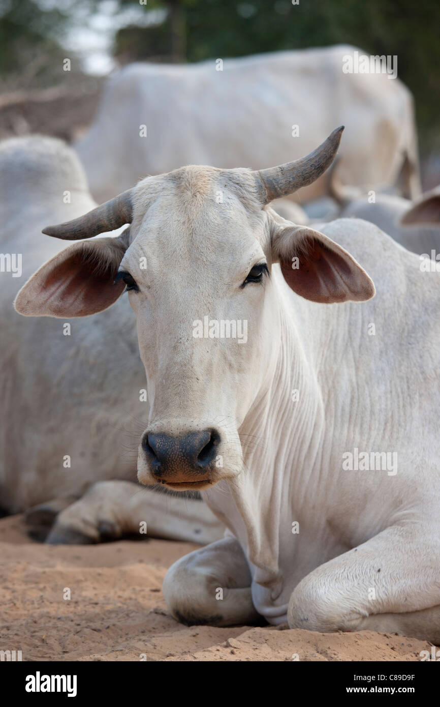 Bull unter Herde des Viehs im Jhupidiya Village in Sawai Madhopur, Rajasthan, Nordindien Stockfoto