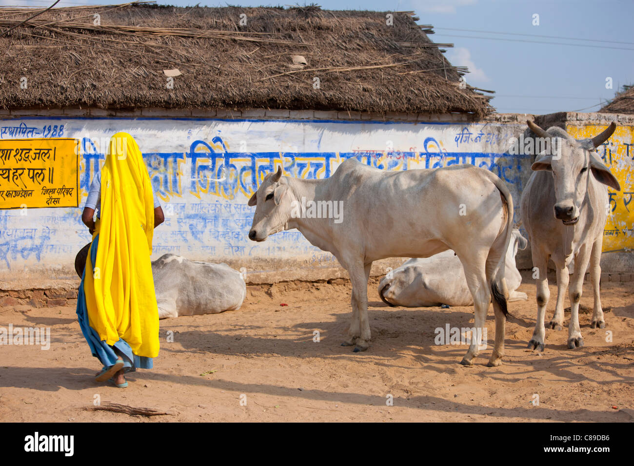Indische Frau kommt, Kuhdung von Herde des Viehs im Jhupidiya Village in Sawai Madhopur, Rajasthan, Nordindien zu sammeln Stockfoto