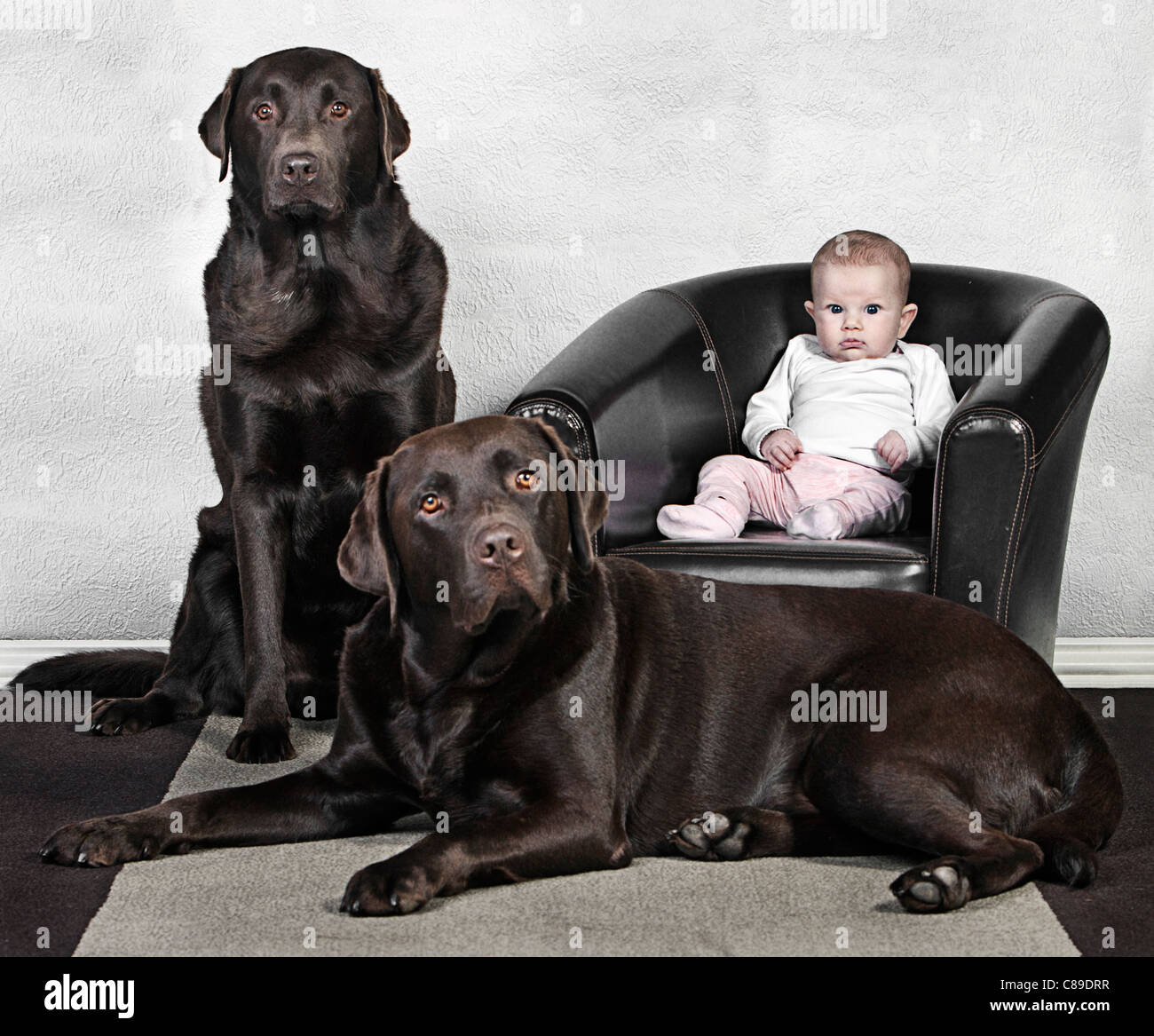 Babymädchen mit zwei Chocolate Labrador-Haustiere Stockfoto