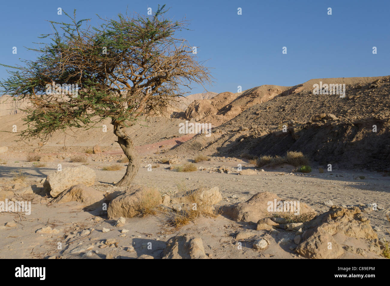 Baum in einer Wüste Wadi. Timna Park. Arava-Tal. Israel Stockfoto