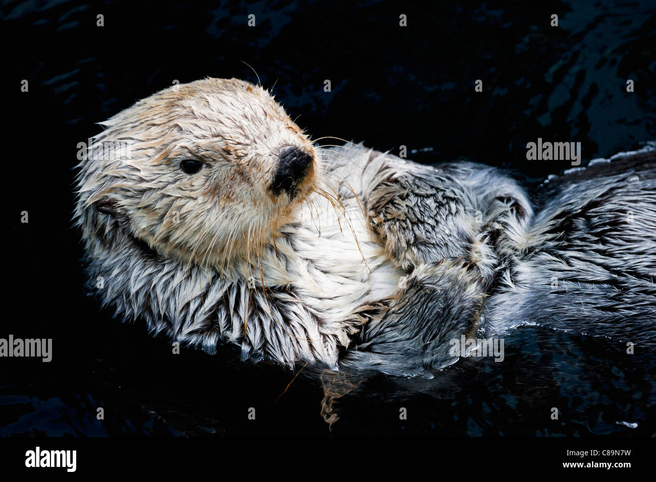Europa, Ansicht von Sea Otter in Wasser, Nahaufnahme Stockfoto