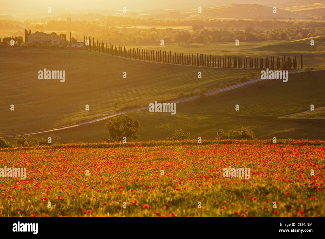 Italien, Toskana, Kreta, Ansicht von Mohnfeld vor Bauernhof mit Zypressen bei Sonnenaufgang Stockfoto