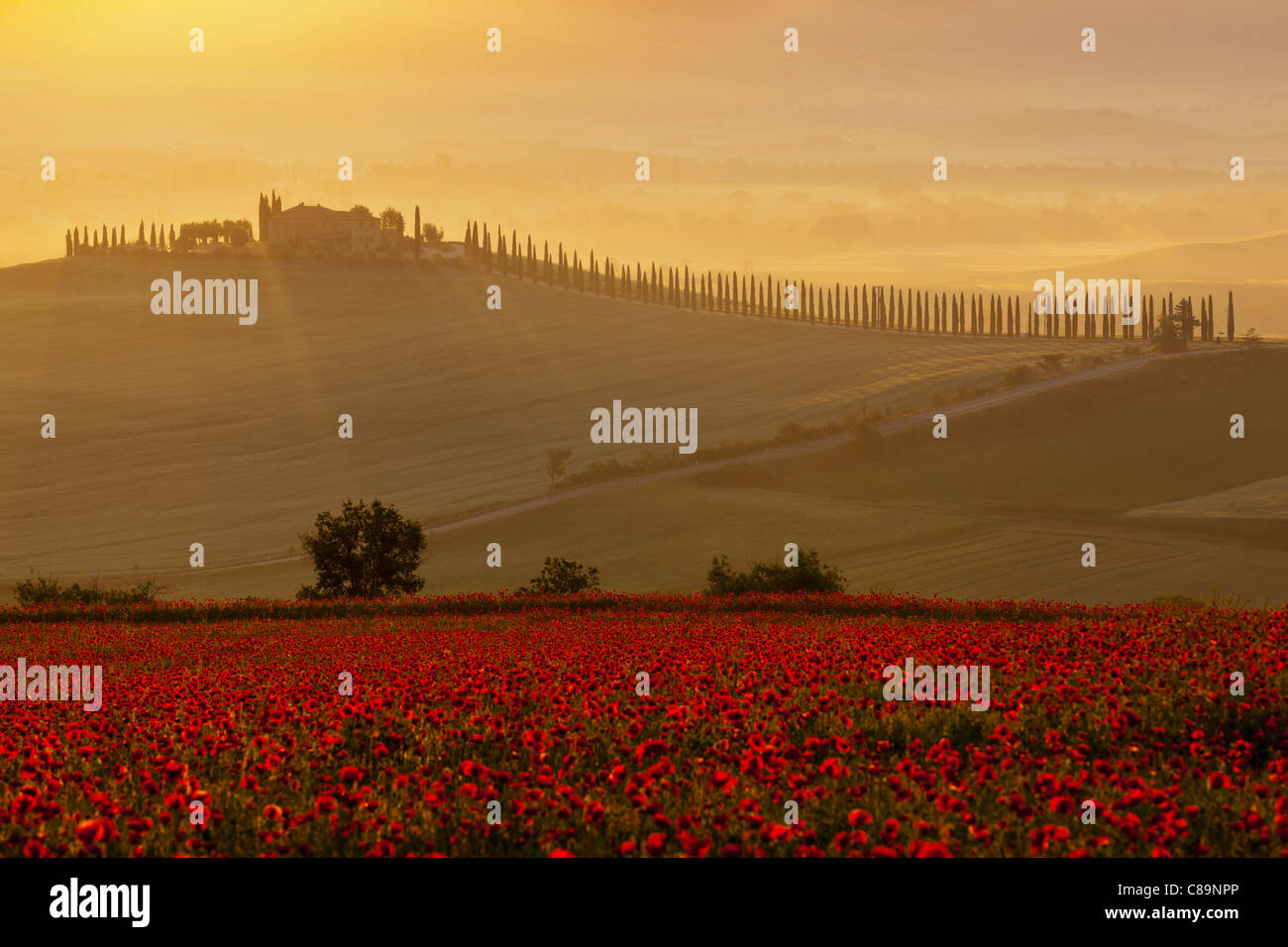 Italien, Toskana, Kreta, Ansicht von Mohnfeld vor Bauernhof mit Zypressen bei Sonnenaufgang Stockfoto