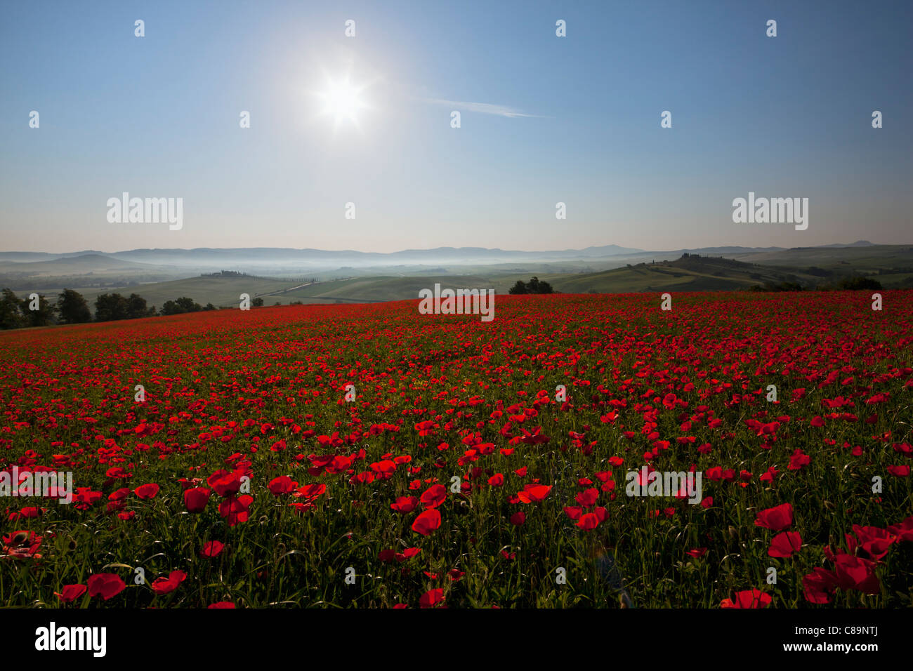 Italien, Toskana, Kreta, Blick auf roten Mohnfeld bei Sonnenaufgang Stockfoto