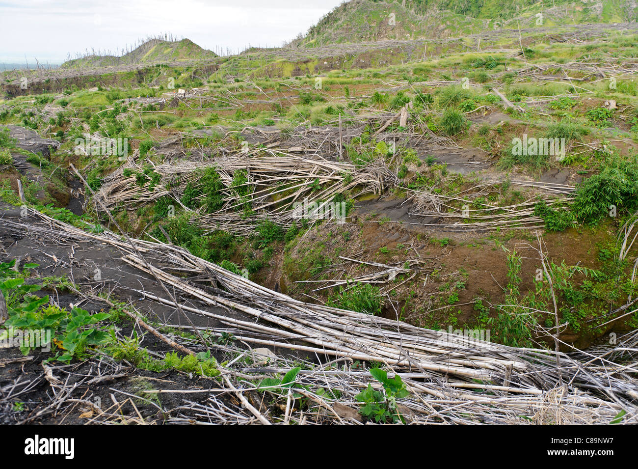 Bäume beschädigt durch eine Glutlawine Gunung Merapi, Kinahrejo, Java, Indonesien. Stockfoto