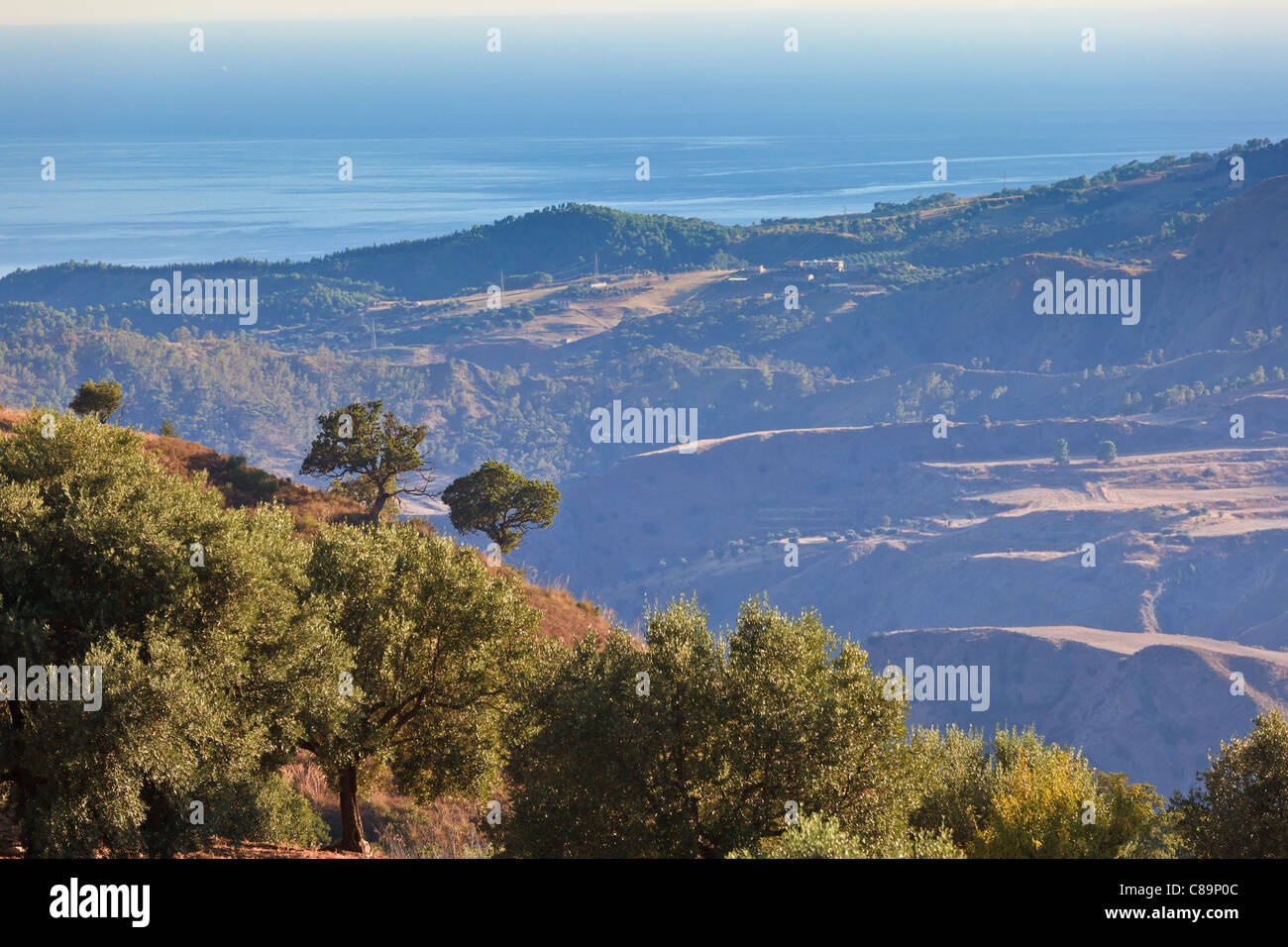 Olive-Gärten über dem Meer, kontrastarmen durch Sonneneinstrahlung zurück. Zwei Bäume in der Nähe der Mitte des Bildes im Fokus Stockfoto