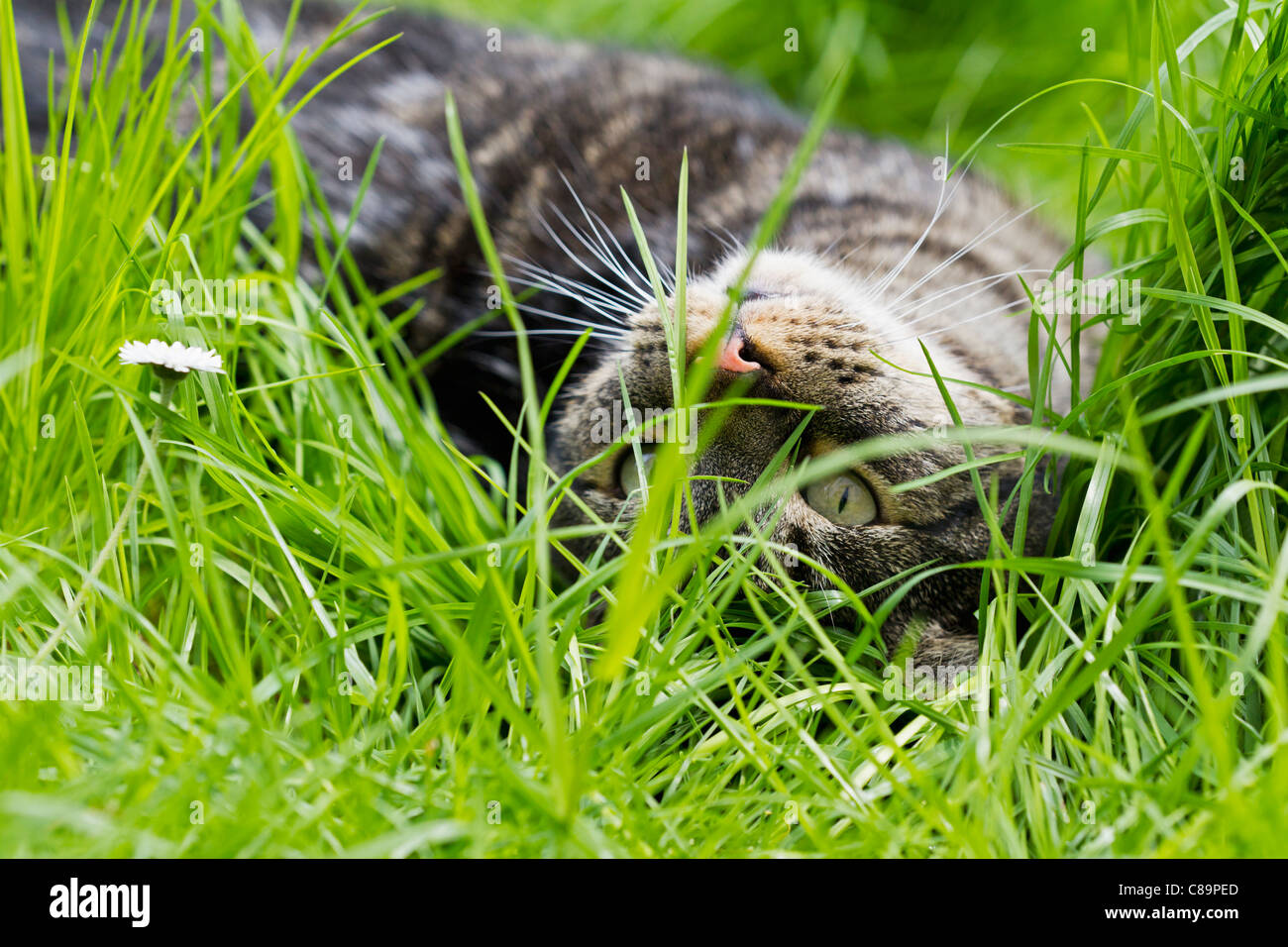 Britisch Kurzhaar Katzenzüchter Stellvis Germany Fürth