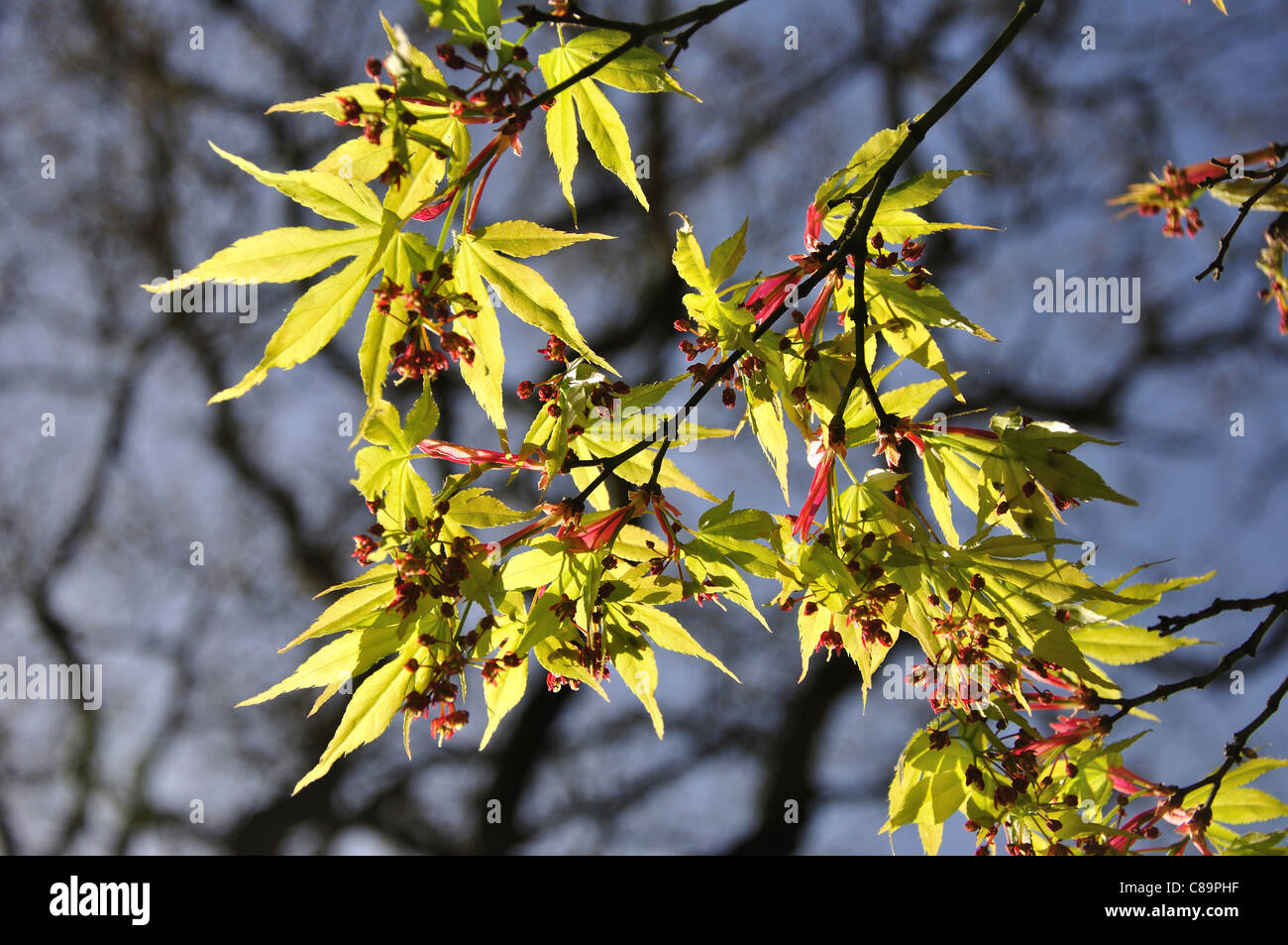 Japanische Ahorn im Frühjahr Stockfoto